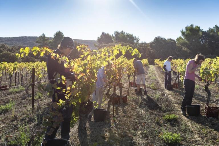 insertion - vigne de cocagne